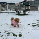 그랜마펫푸드 | 크ય⩟마⩟ 그 이후,,