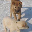 행복한강아지 이미지