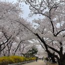 SK큰나무셀프주유소 | 인천 벚꽃 명소 추천, sk석유화학 벚꽃 동산 실시간(무료주차, 개방일, 포토존, 이벤트, 시설 등)