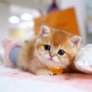 서울고양이분양 묘연 이미지