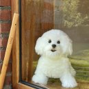 애견세상 이미지