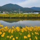 간덕천 자전거도로 | 금계국 따라 산책하기 좋은 거제면 간덕천 뚝방길(산책길)