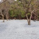 계곡과소나무 캠핑장 이미지