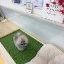 온퍼피 프리미엄 전주강아지분양 본점 이미지