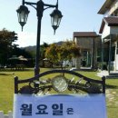 순흥애꽃 이미지