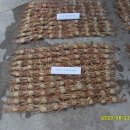 동해-단속-22 이미지