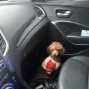 오늘도 아름답개 이미지