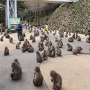 타카사키야마 자연동물원- 벳부 원숭이 동물원 가볼만한 곳 추천