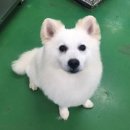 용인시 동물보호센터 이미지