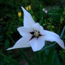 산대월리 이미지