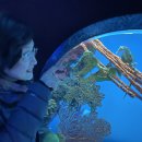 기행문/토론토 수족관(Ripley's Aquarium of Canada in Toronto )﻿ 이미지