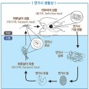 기생나들이