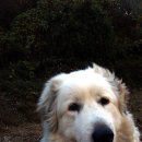 멍멍이가족 이미지