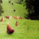 방목농장 이미지