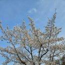 중동어린이공원 | 바쁜 3월 끝, 어린이 대공원 벚꽃구경! (4월 초 개화 현황) 평일 방문 후기