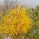 황금수퍼 이미지