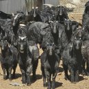 마리들농장 이미지