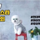 마이펫스토리 이미지