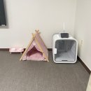 글램독청평 이미지