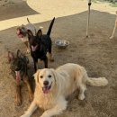 개뭉치 반려견 훈련센터 이미지