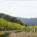 양곡리체험마을 | 괴산 가을여행 명소 문광정수지 은행나무길 양곡 은행나무가을축제