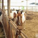 연보람목장 이미지