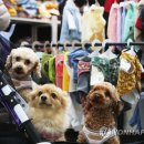 예쁜강아지 이미지