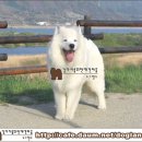 ●강아지교배 문의및상담-도그랜드[강아지를 위한 애견마을]● 이미지