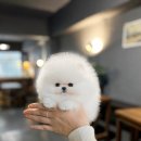 화이트켄넬(white-kennel) 네이버블로그