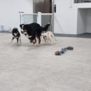 댕글벙글 이미지