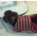 엄마손동물병원 이미지