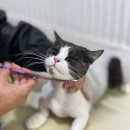 부산고양이미용&호텔 무냥무냥 대연점 이미지