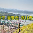 4월2일(화) 응봉산 개나리꽃길/취소 이미지