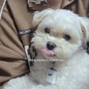 아이엠 동물병원 | 9살 노령견 소형견 슬개골탈구수술 후기