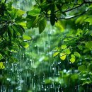 페트리코 이미지