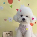 몽몽바블펫# 이미지