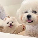 개들랜드 이미지