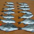 대물낚시 이미지