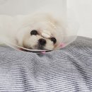 수아동물병원 이미지