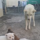 똥강아지 이미지