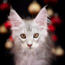 다다쿤(DADACOON) 이미지