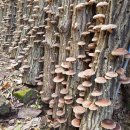 진해농장 이미지