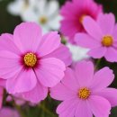 성남초등학교 이미지