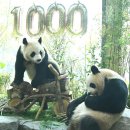 판다 이미지