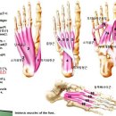 [11강-발목/발-27](106강) 발내재근(intrinsic muscles), 단지굴근, 무지외전근 등 이미지