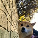 뭉치
