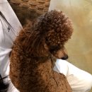 페로하임 이미지