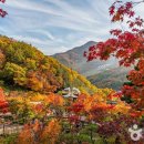 소망분재원