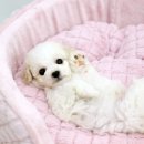 몽프리제 이미지