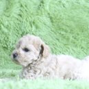 은아농장 이미지